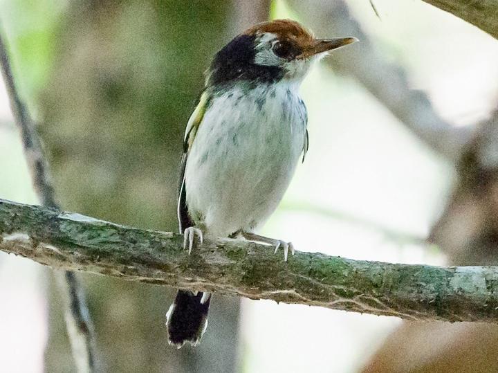 White-cheeked Tody-Flycatcher