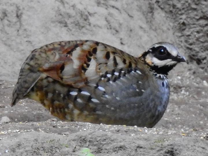 White-cheeked Partridge