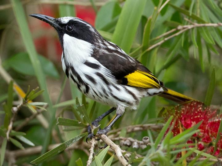 White-cheeked Honeyeater
