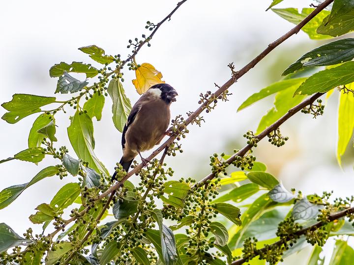 White-cheeked Bullfinch