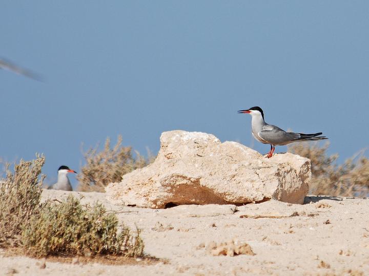 White-cheeked Tern