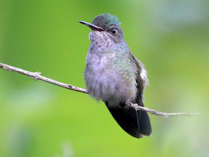 White-chinned Sapphire
