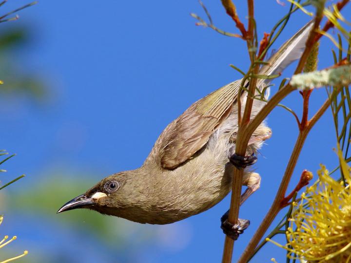 White-gaped Honeyeater