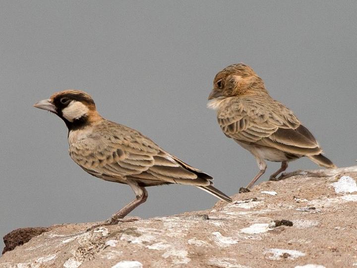 Fischer's Sparrow-Lark
