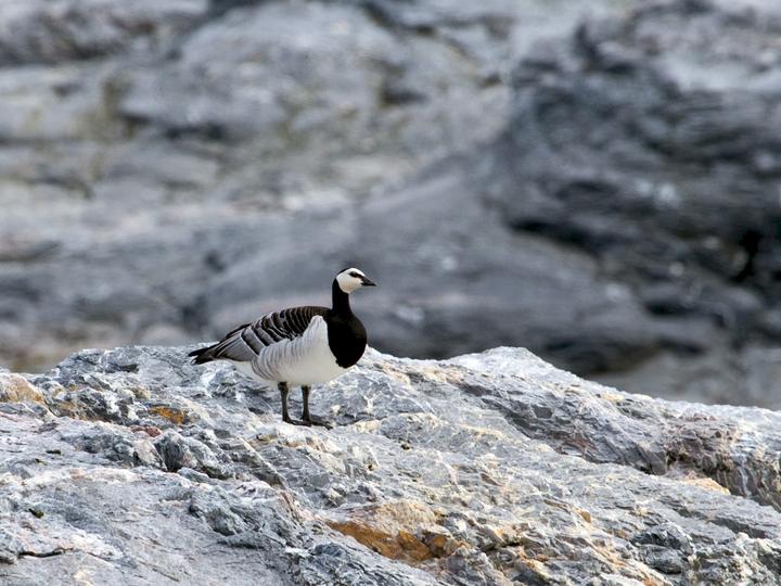 Barnacle Goose