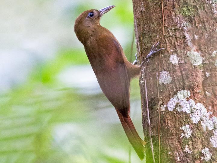 White-chinned Woodcreeper