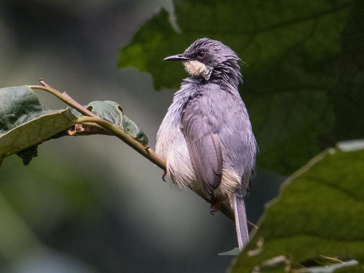 White-chinned Prinia