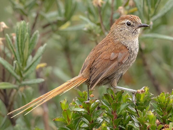White-chinned Thistletail