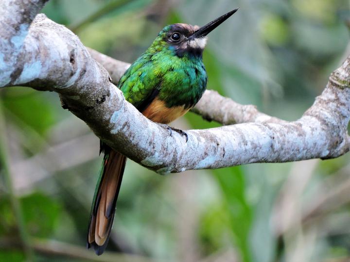 White-chinned Jacamar