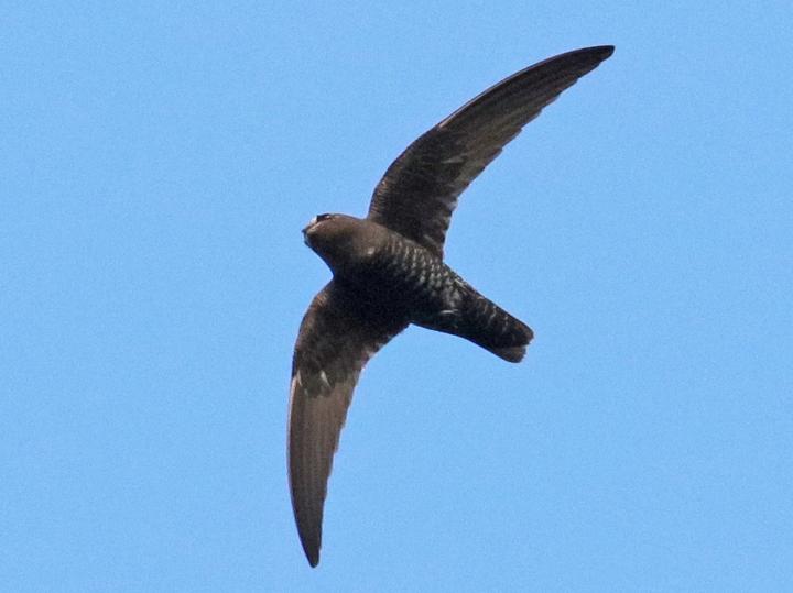 White-chinned Swift