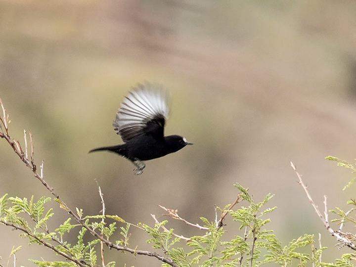 White-fronted Black Chat