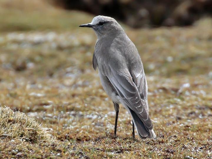 White-fronted Ground Tyrant