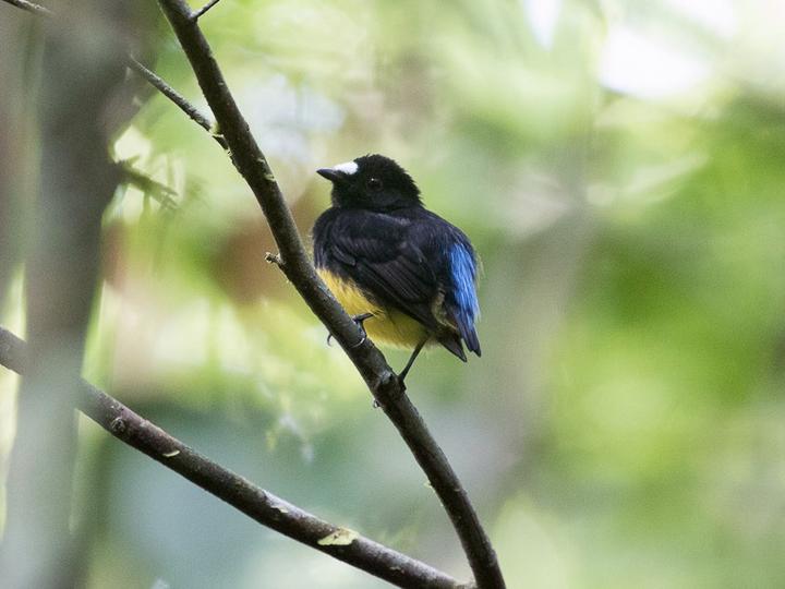White-fronted Manakin