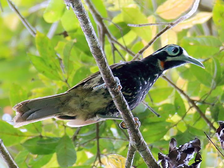 Vogelkop Melidectes