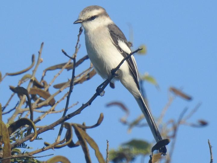 Jerdon's Minivet