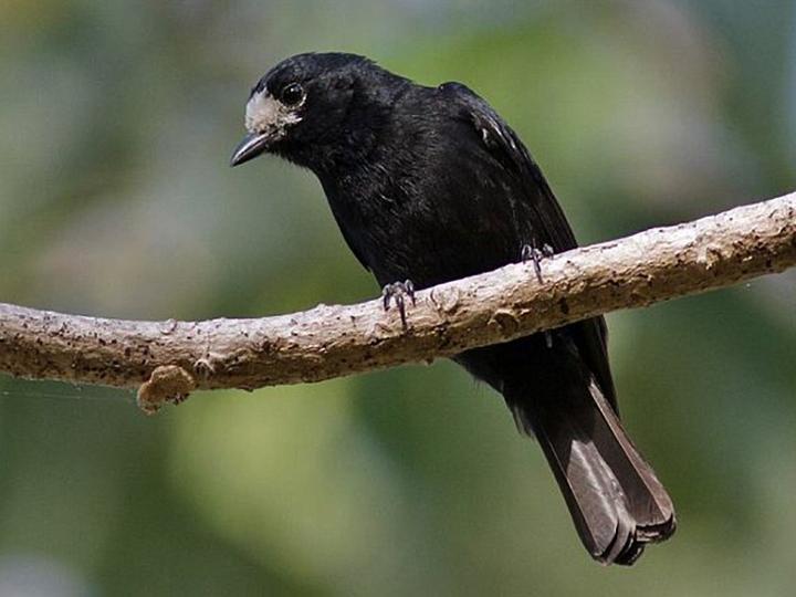 White-fronted Tit
