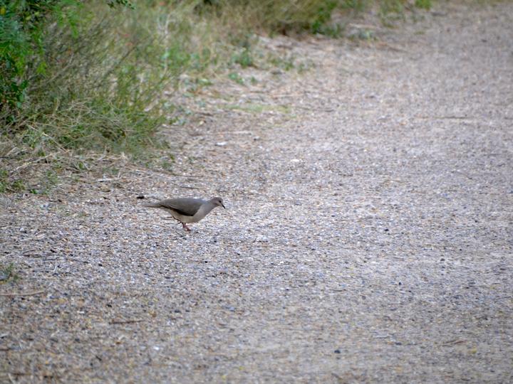 White-tipped Dove