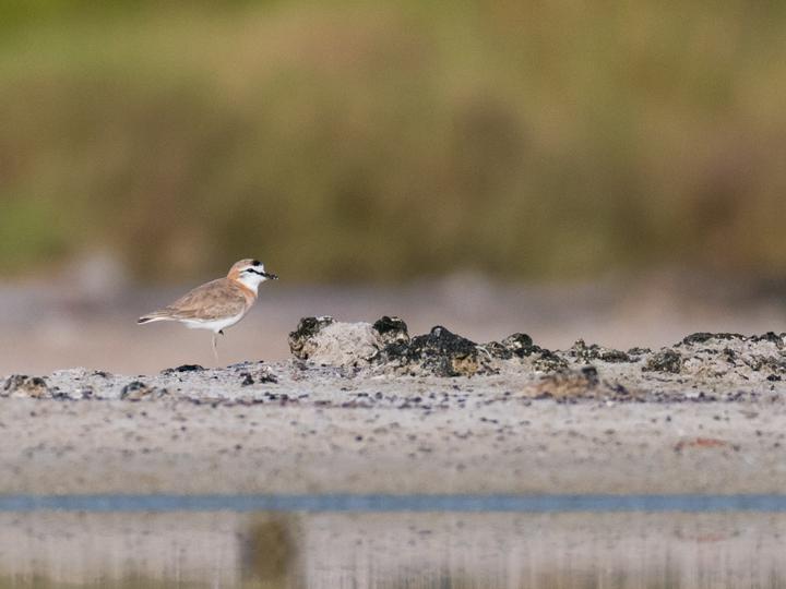 White-fronted Plover