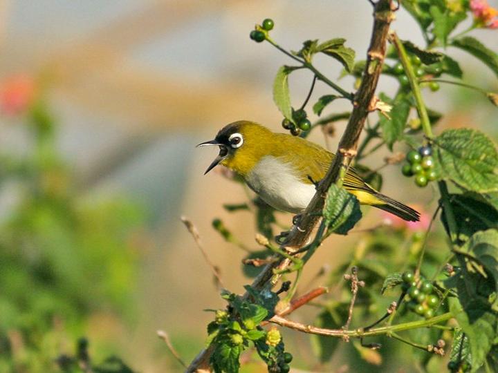 Black-crowned White-eye