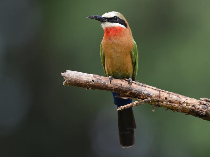White-fronted Bee-eater