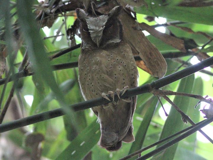 White-fronted Scops Owl