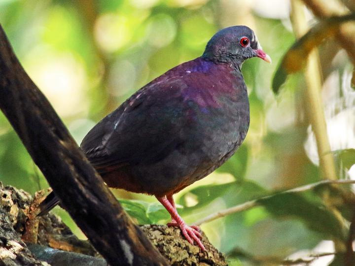 White-fronted Quail-Dove