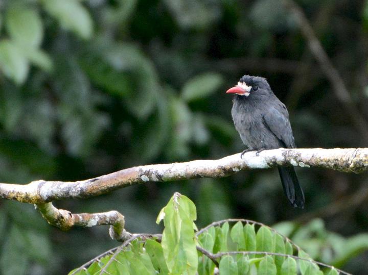 White-fronted Nunbird