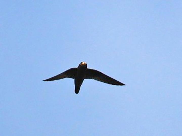 White-fronted Swift