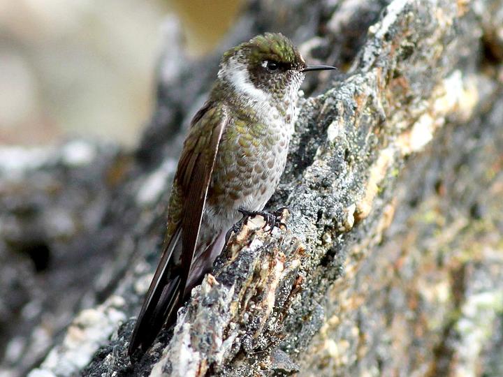 White-bearded Helmetcrest