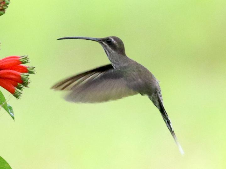 White-bearded Hermit