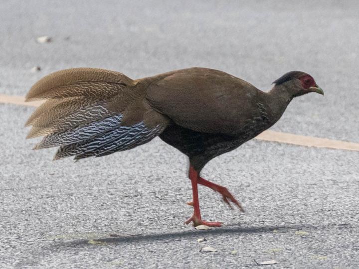 Silver Pheasant