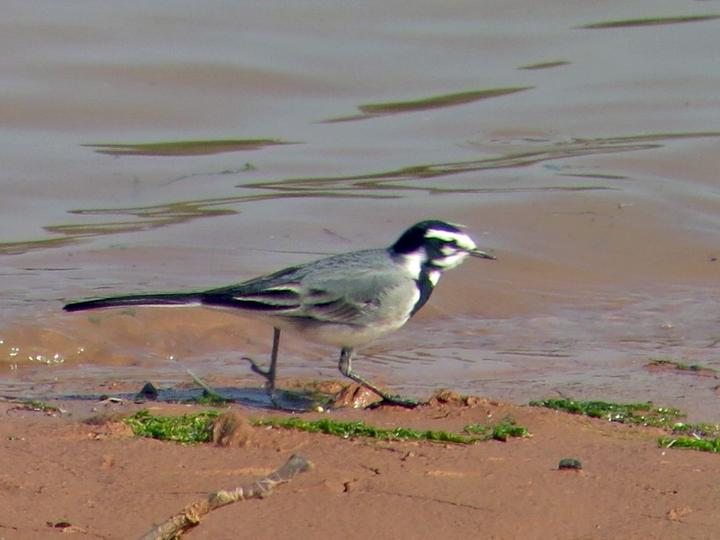White Wagtail