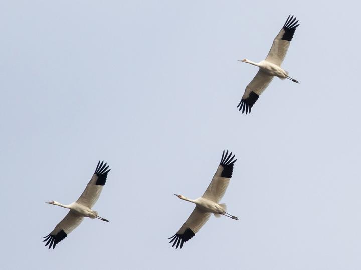 Siberian Crane