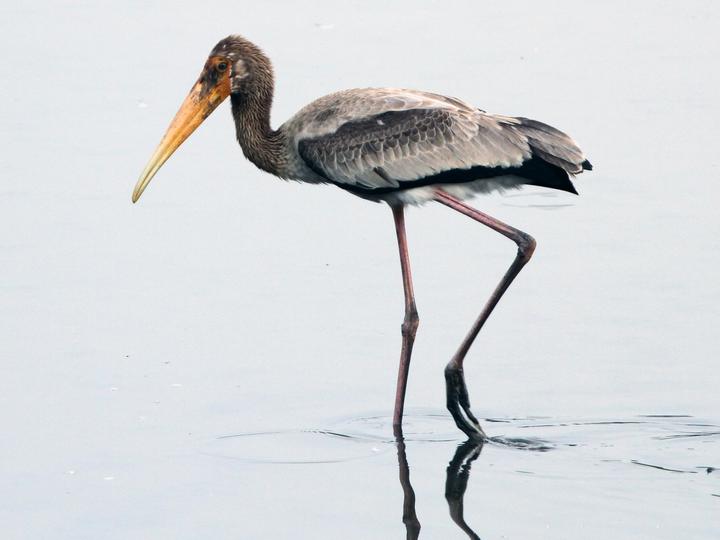 Milky Stork