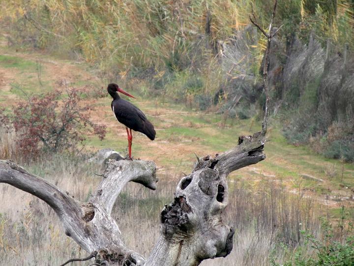 White Stork