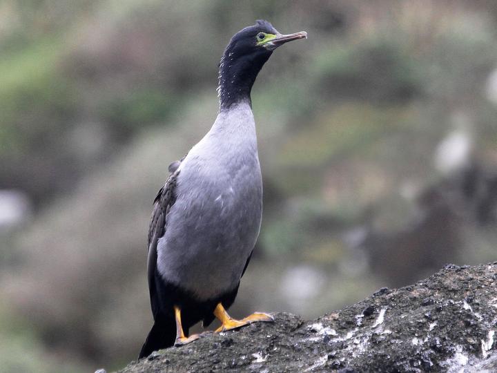 Pitt Shag