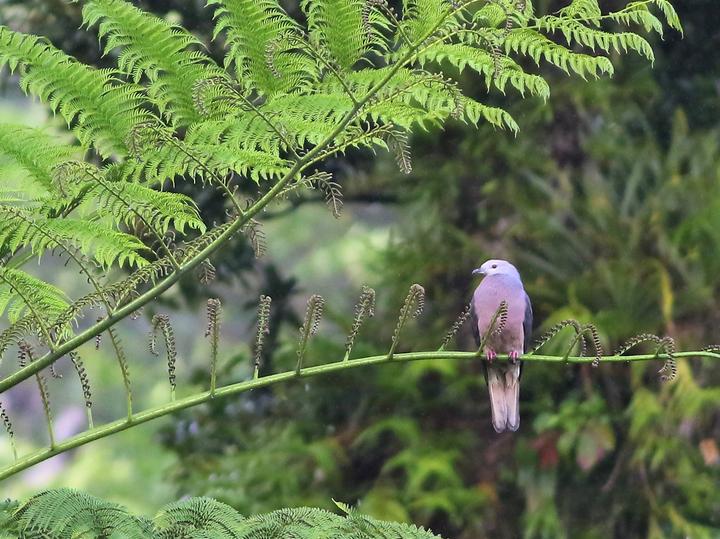 Barking Imperial Pigeon
