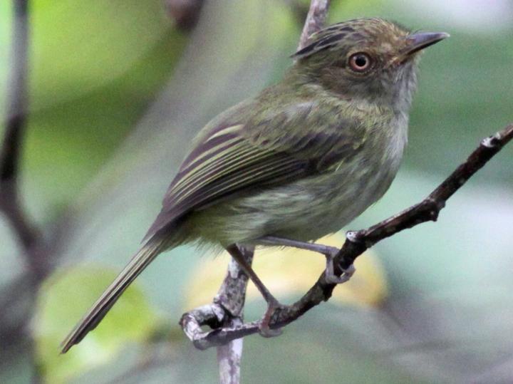 Helmeted Pygmy Tyrant