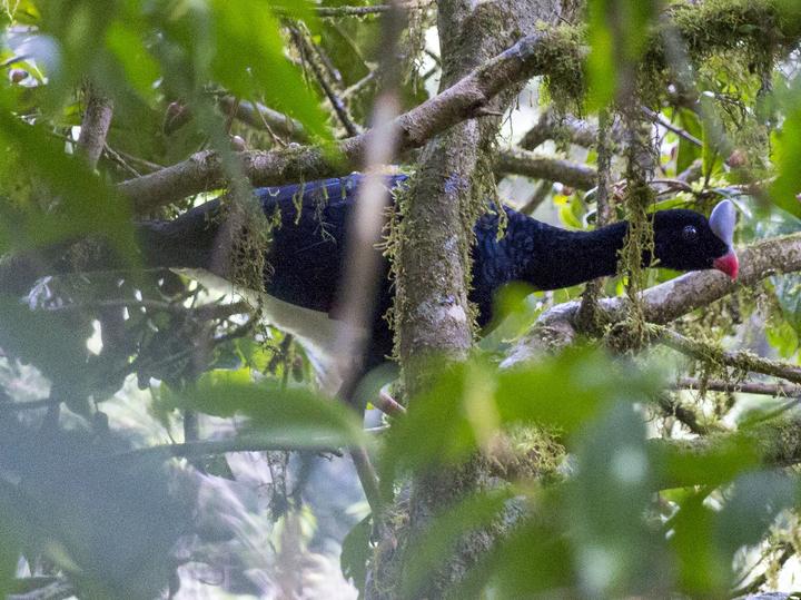 Helmeted Curassow