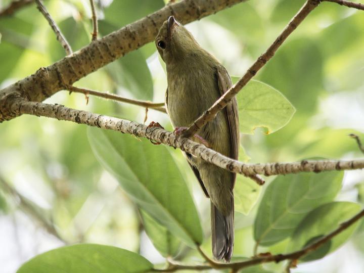Helmeted Manakin