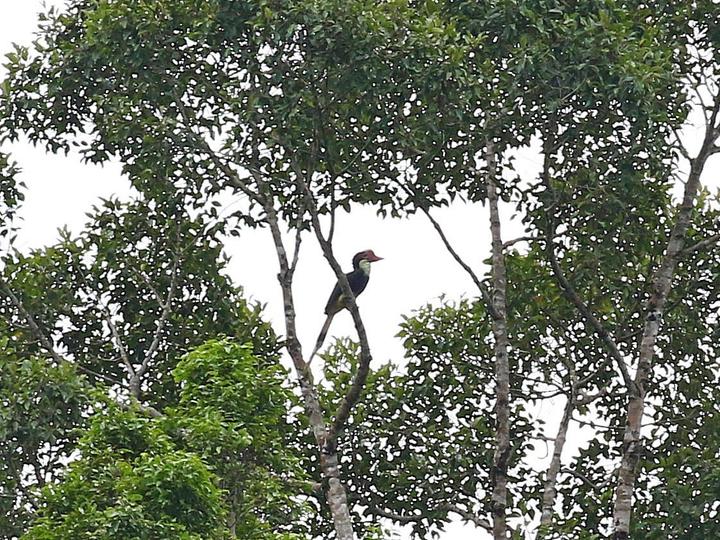 Helmeted Hornbill