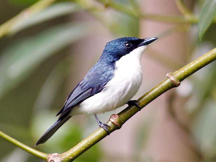 Moluccan Flycatcher