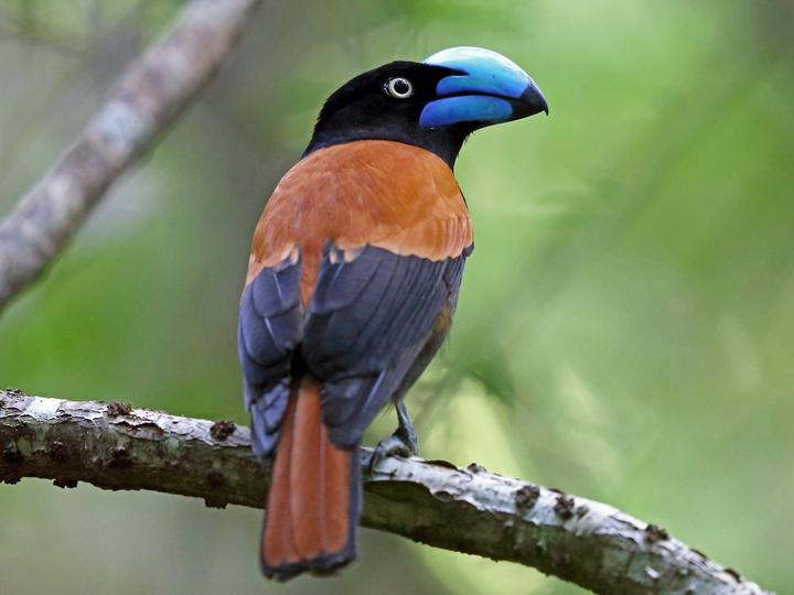 Helmet Vanga