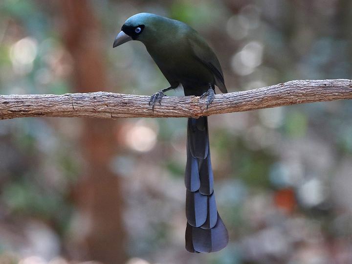 Racket-tailed Treepie