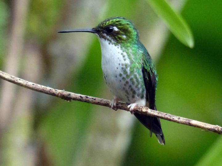 White-booted Racket-tail