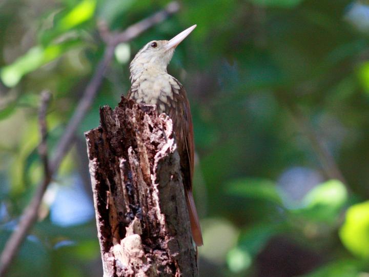 Straight-billed Woodcreeper