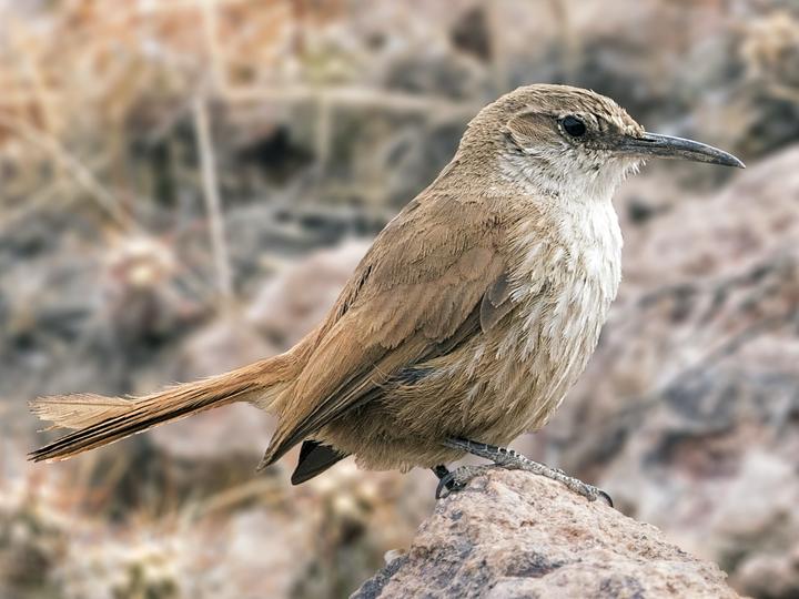 Straight-billed Earthcreeper
