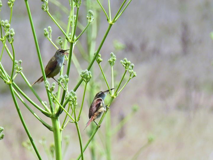 Straight-billed Reedhaunter