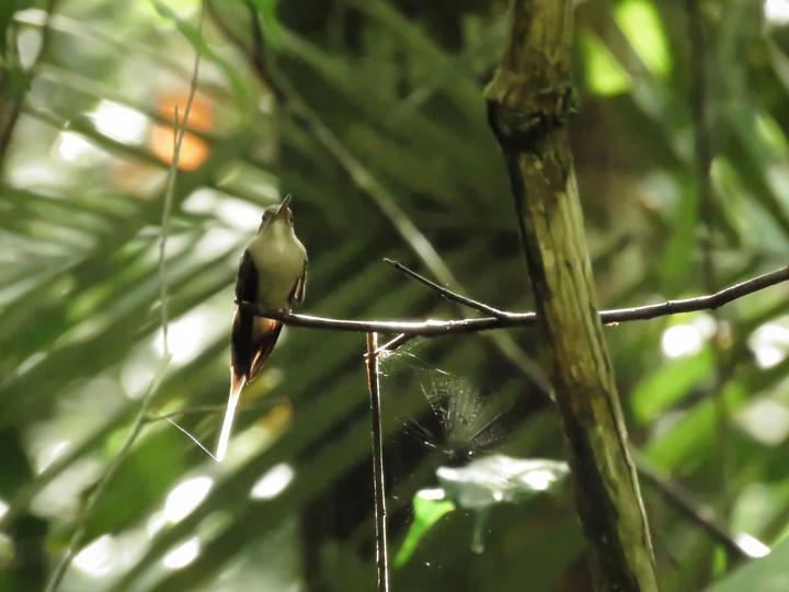 Straight-billed Hermit