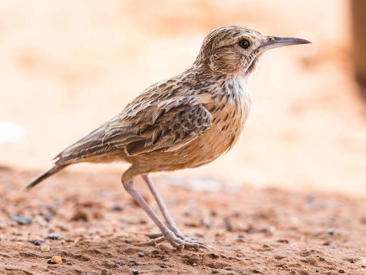 Spike-heeled Lark